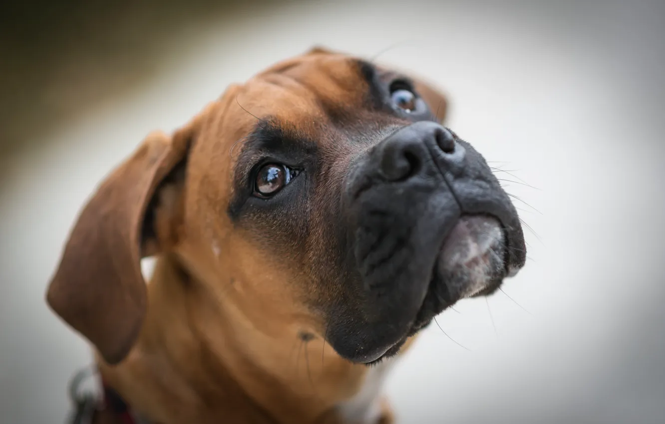 Photo wallpaper look, each, dog