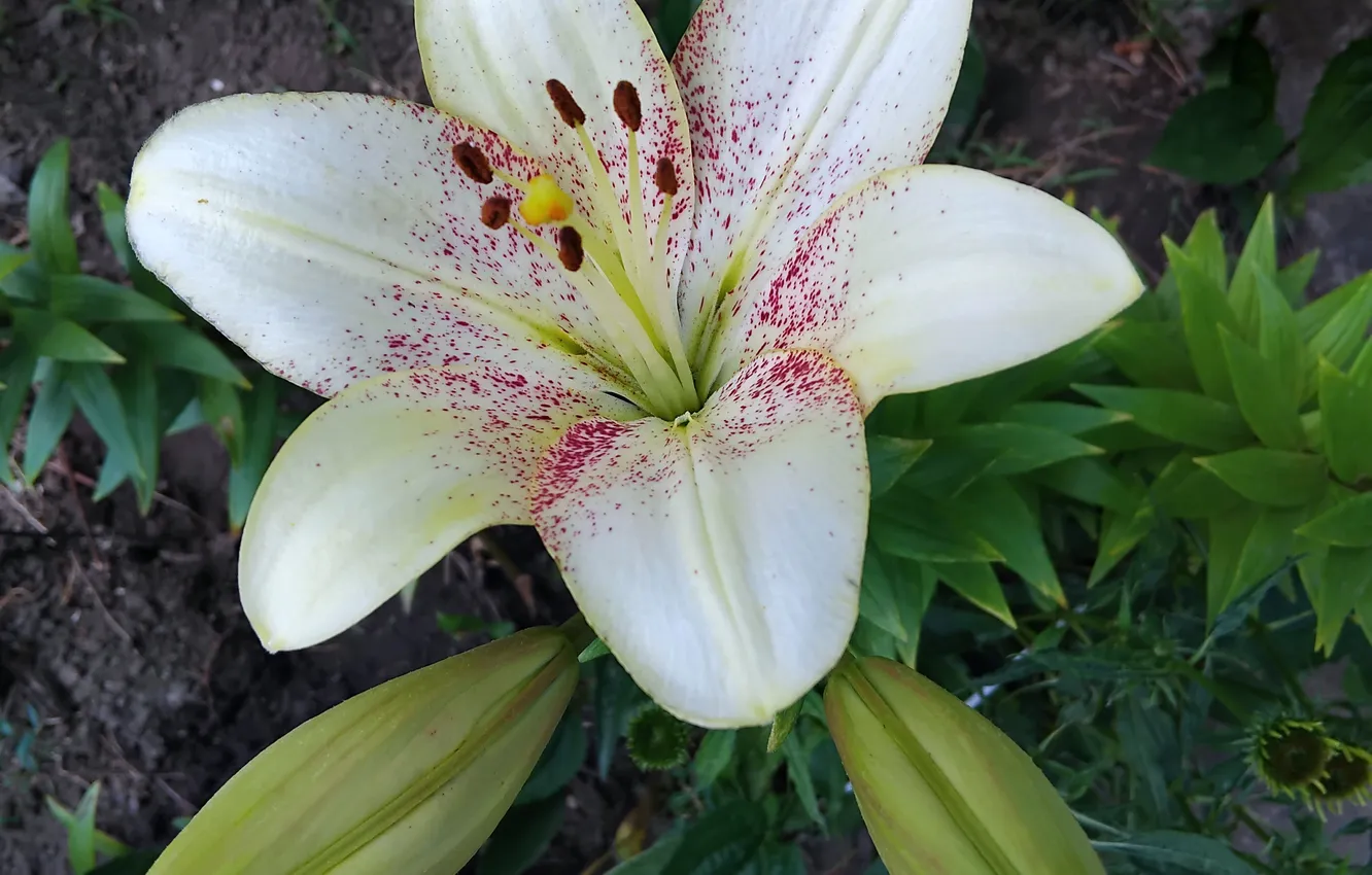 Photo wallpaper Lily, June, varieties