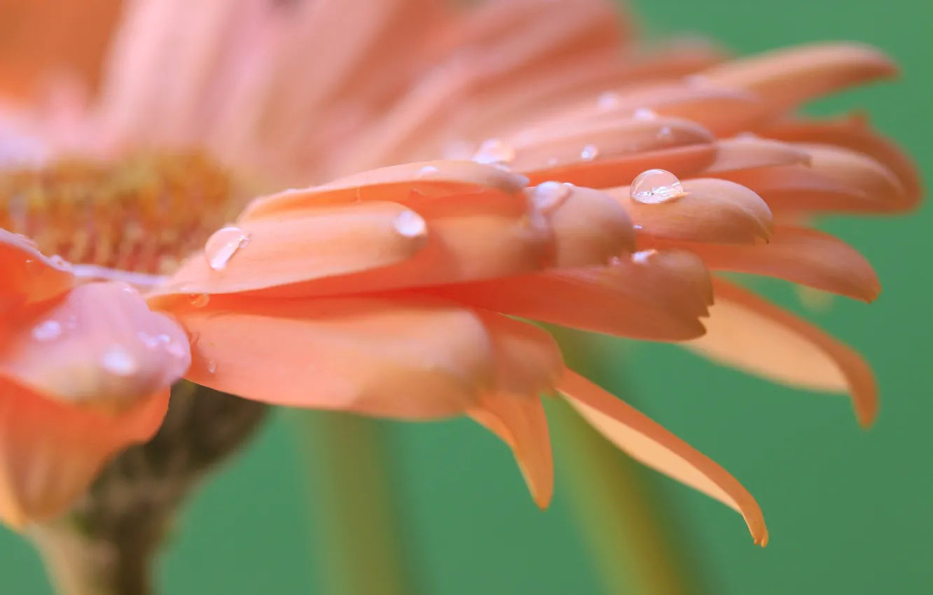 Photo wallpaper drops, flowers, petals, gerbera