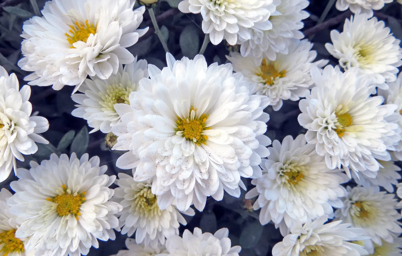 Photo wallpaper flowers, bouquet, chrysanthemum