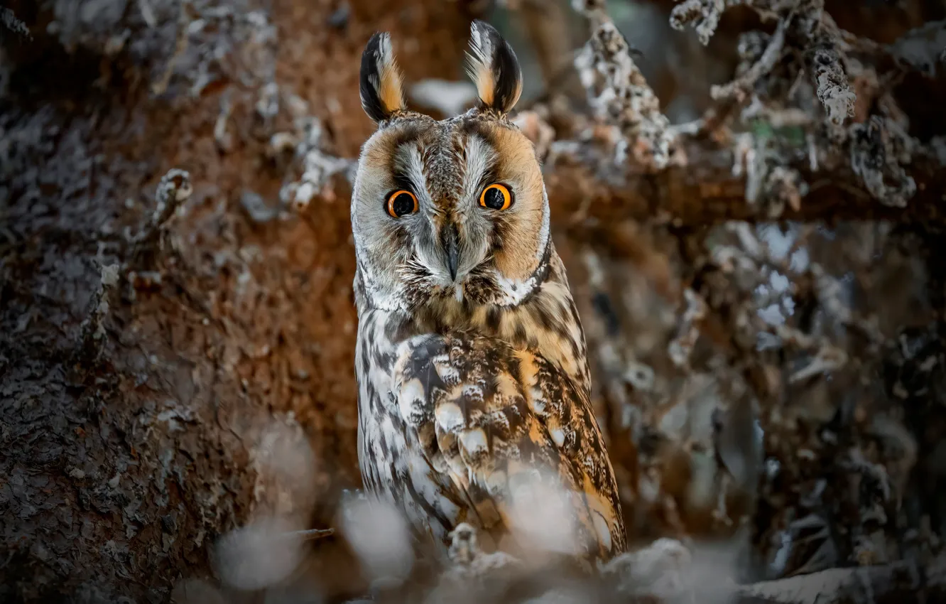 Photo wallpaper look, owl, bird, Long-eared owl