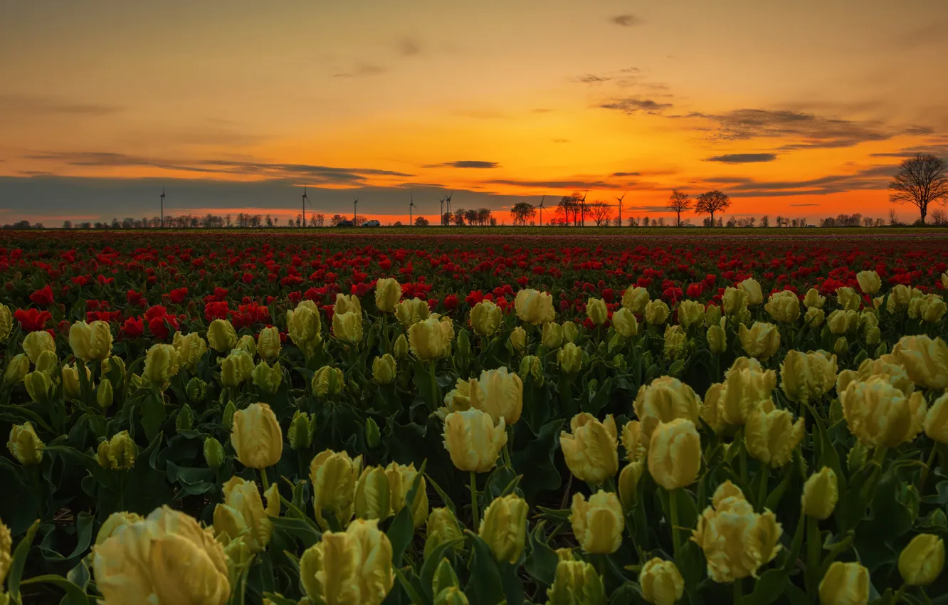 Photo wallpaper field, sunset, flowers, the evening, yellow, tulips, red, a lot
