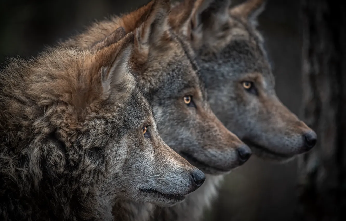 Photo wallpaper nature, wolf, beast