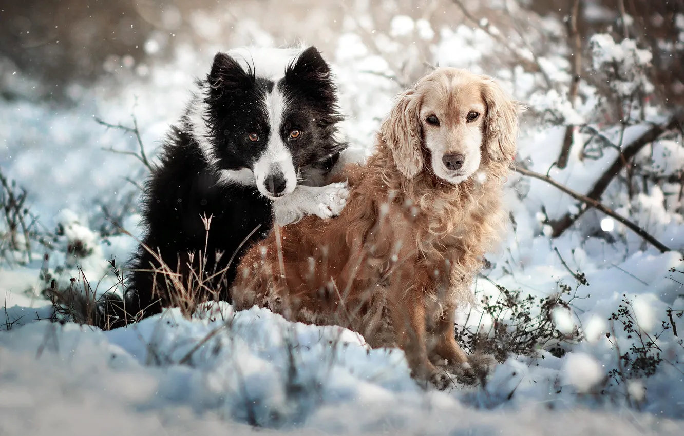Photo wallpaper winter, animals, dogs, snow, nature, pair, the bushes, Spaniel