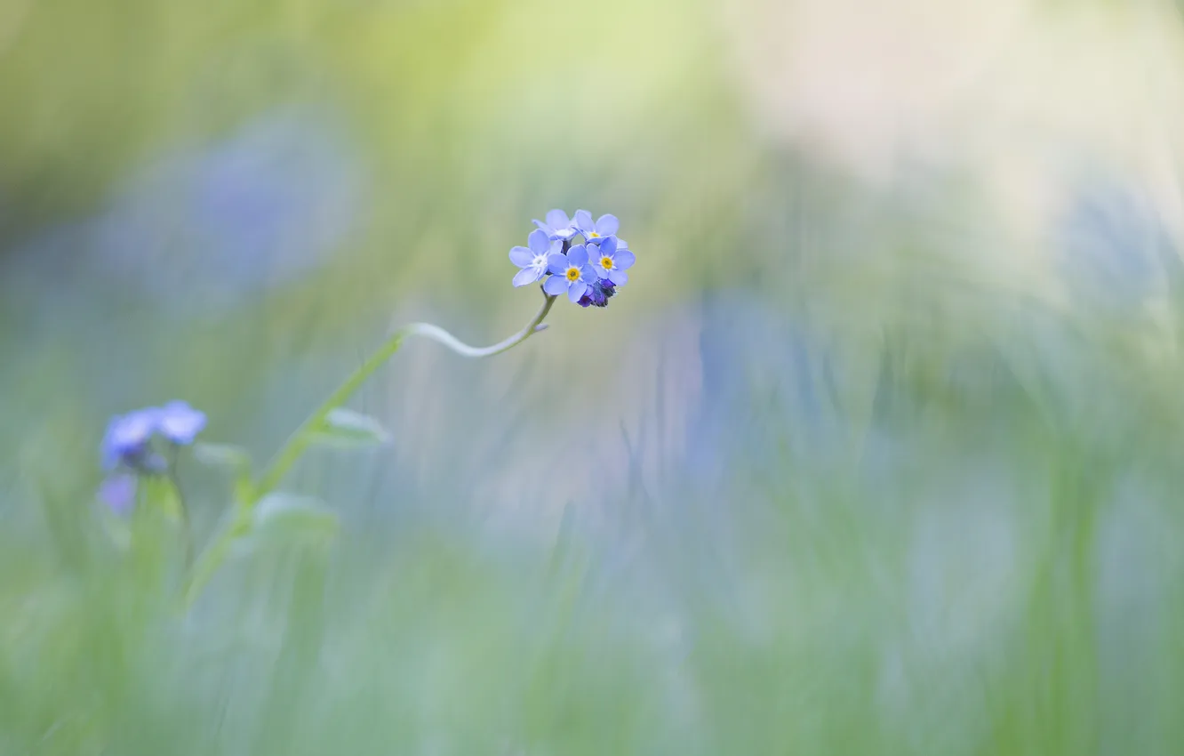 Photo wallpaper flowers, background, blue, forget-me-nots