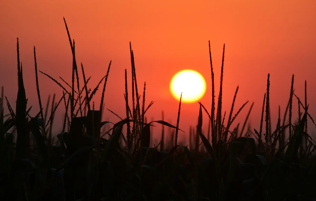 Photo wallpaper field, the sky, the sun, sunset, corn