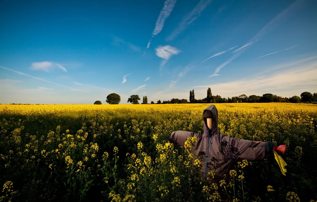 Photo wallpaper field, landscape, stuffed, rape