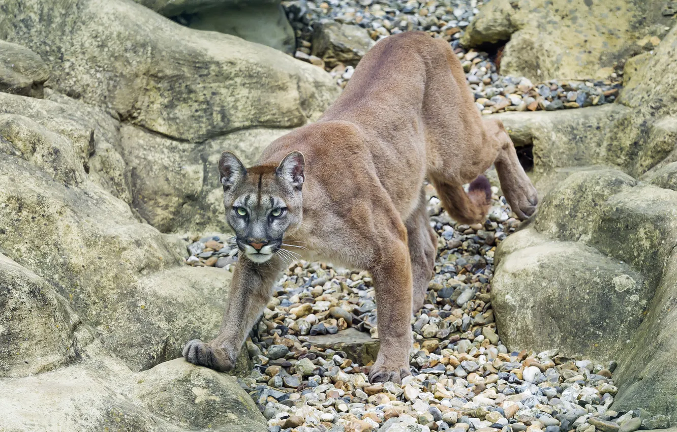 Photo wallpaper cat, stones, Puma, mountain lion, Cougar, ©Tambako The Jaguar