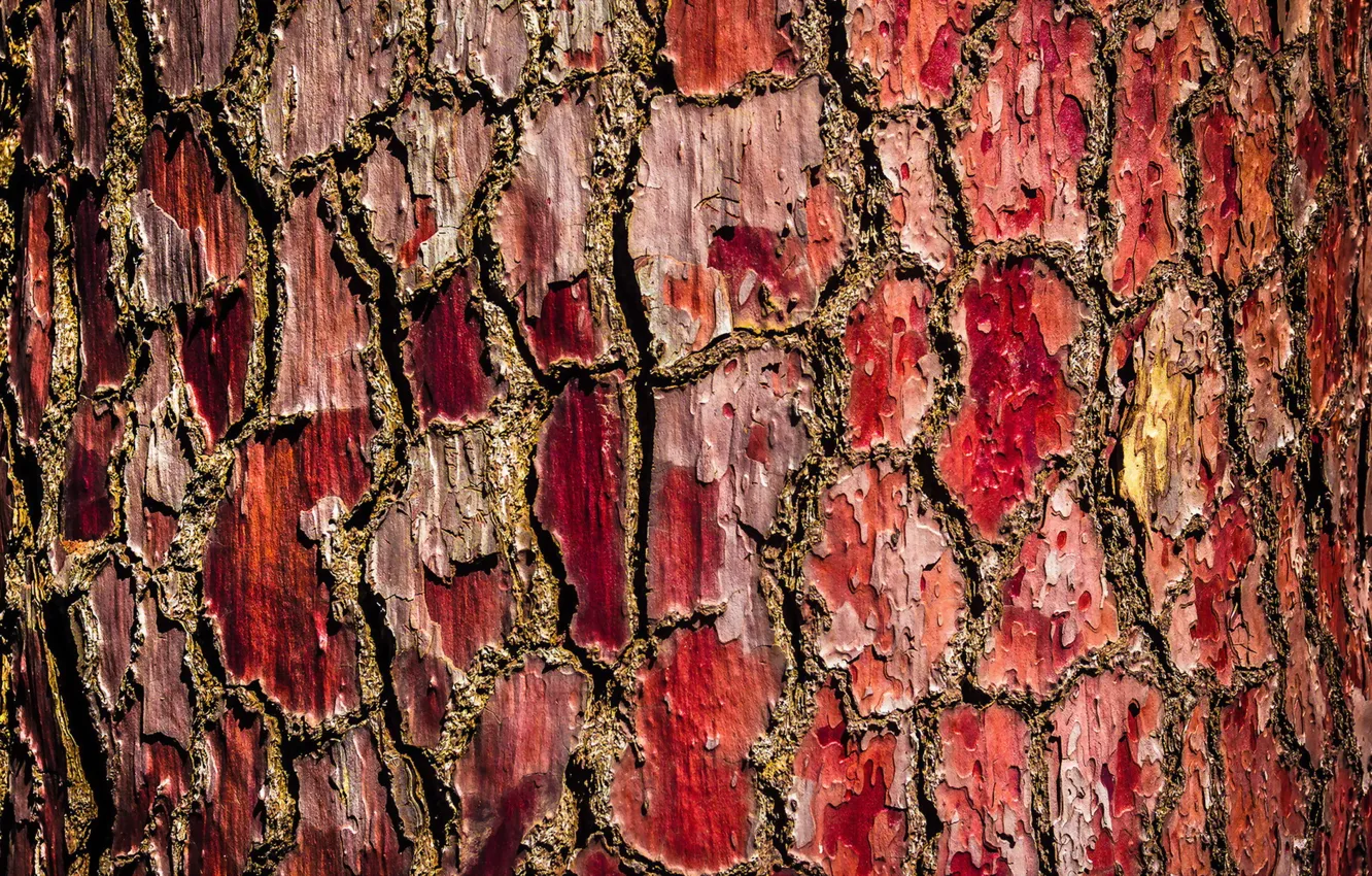 Photo wallpaper trees, background, bark