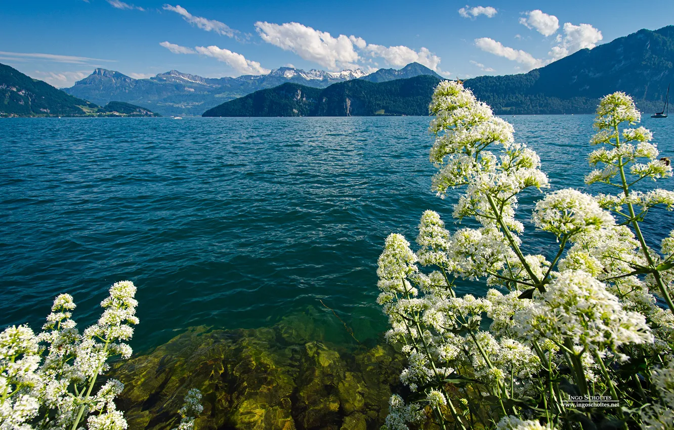Photo wallpaper ocean, blue, flowers