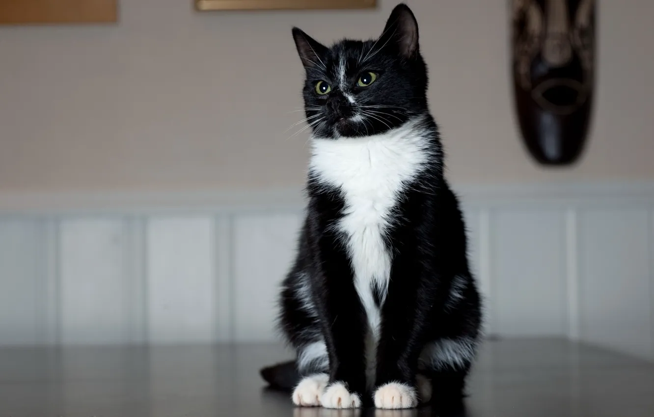Photo wallpaper cat, legs, black and white, sitting