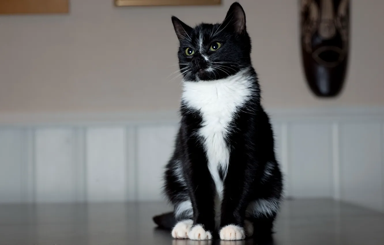 Photo wallpaper cat, black and white, legs, sitting