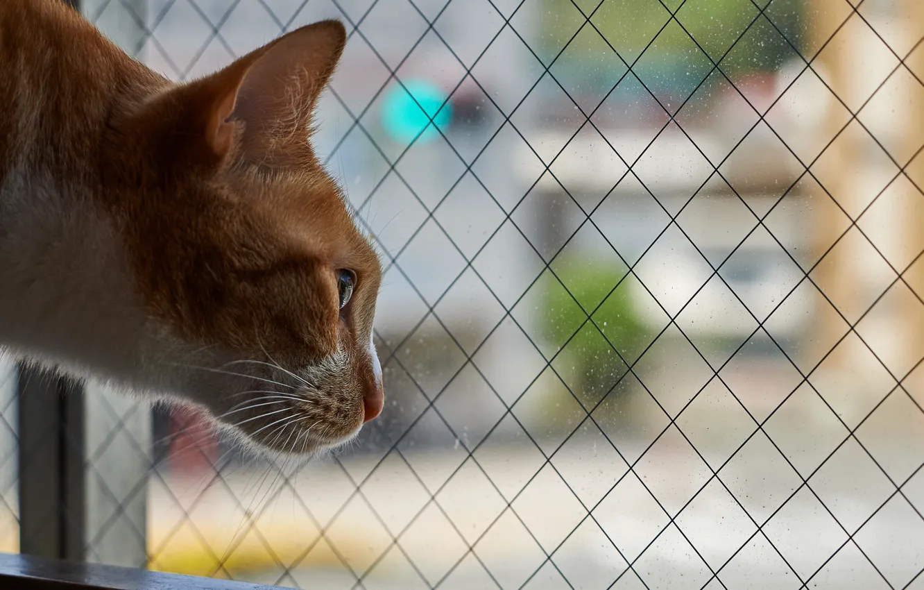 Photo wallpaper eyes, cat, mustache, look, Koshak