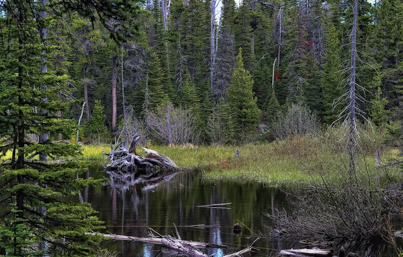 Photo wallpaper forest, water, trees, lake, pond, river, spruce, snag