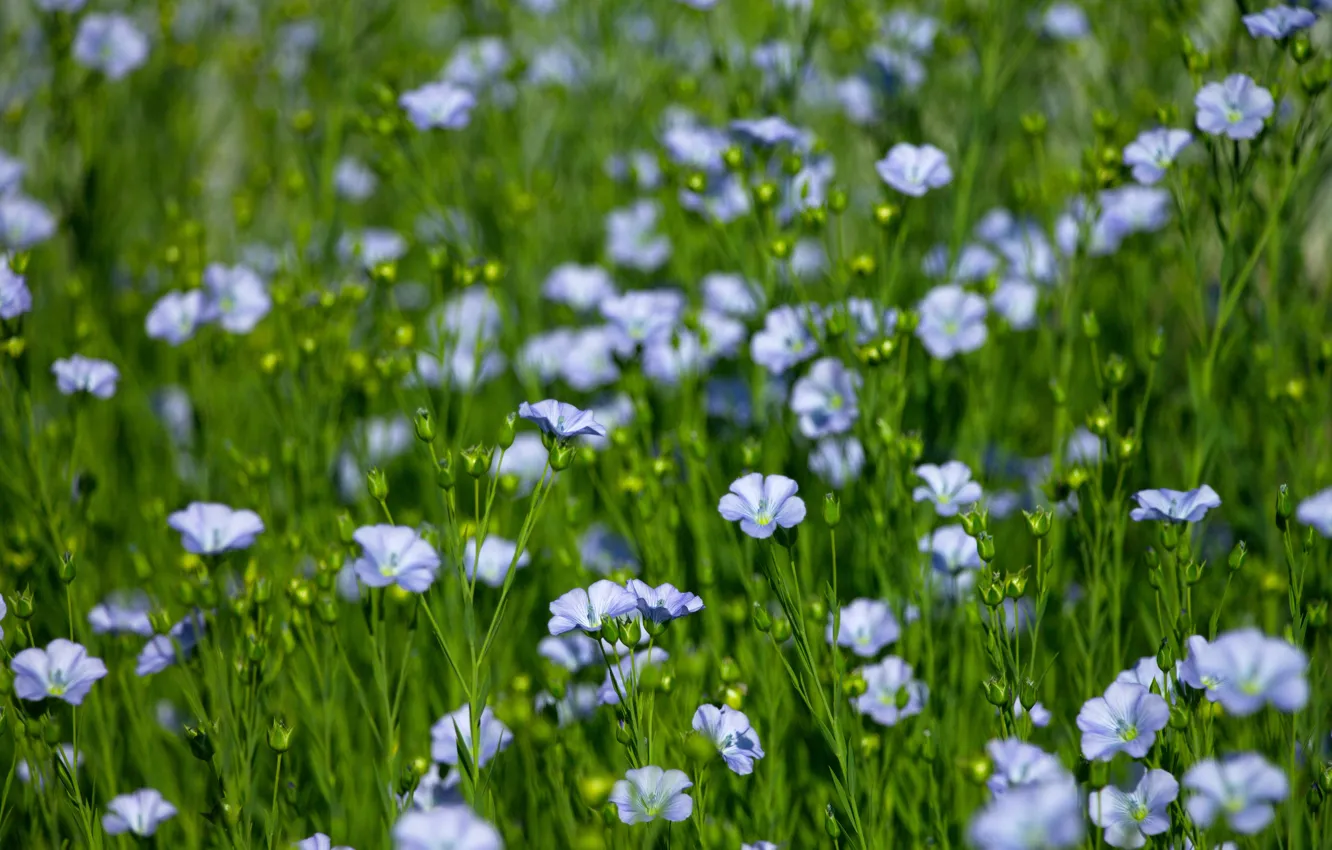 Photo wallpaper flowers, len, flowers, len, Blue flowers, blue flax