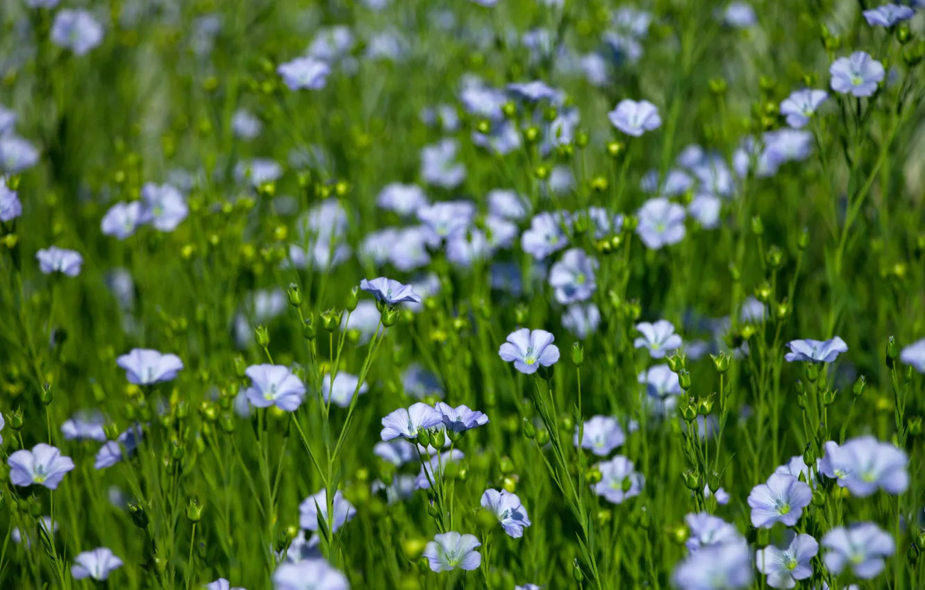 Photo wallpaper flowers, len, flowers, Len, blue flowers, blue flax
