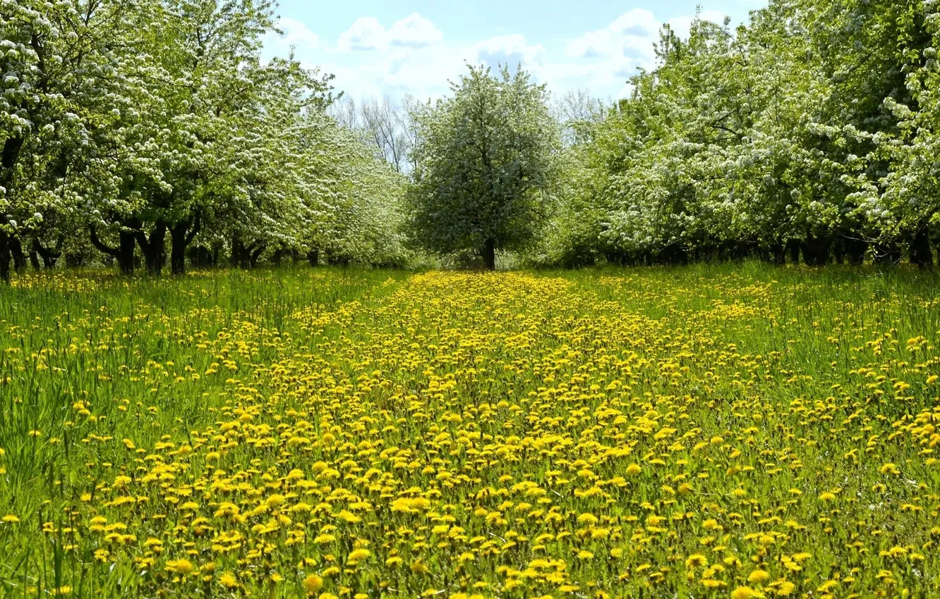 Photo wallpaper forest, the sky, grass, clouds, trees, landscape, flowers, nature