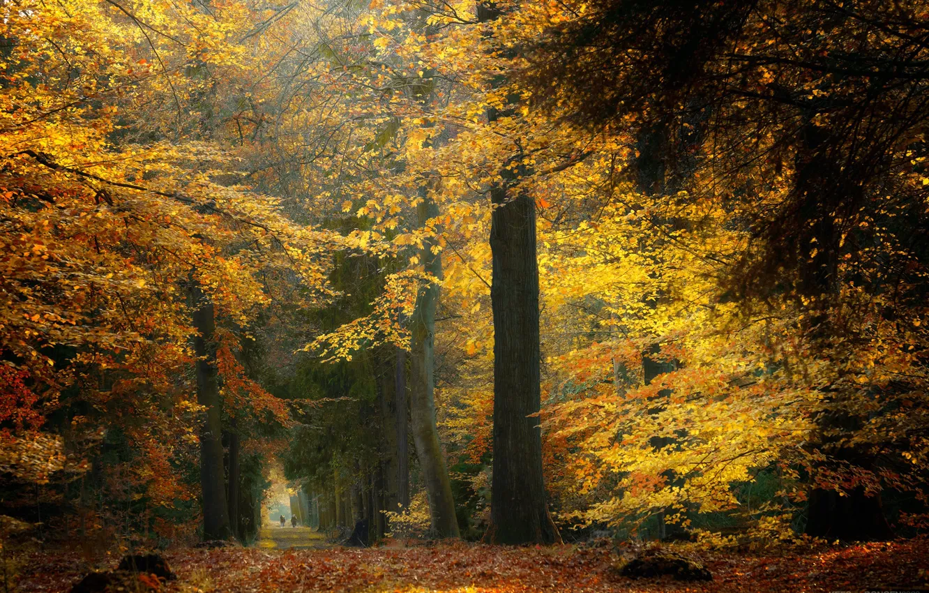 Photo wallpaper autumn, forest, trees, Netherlands