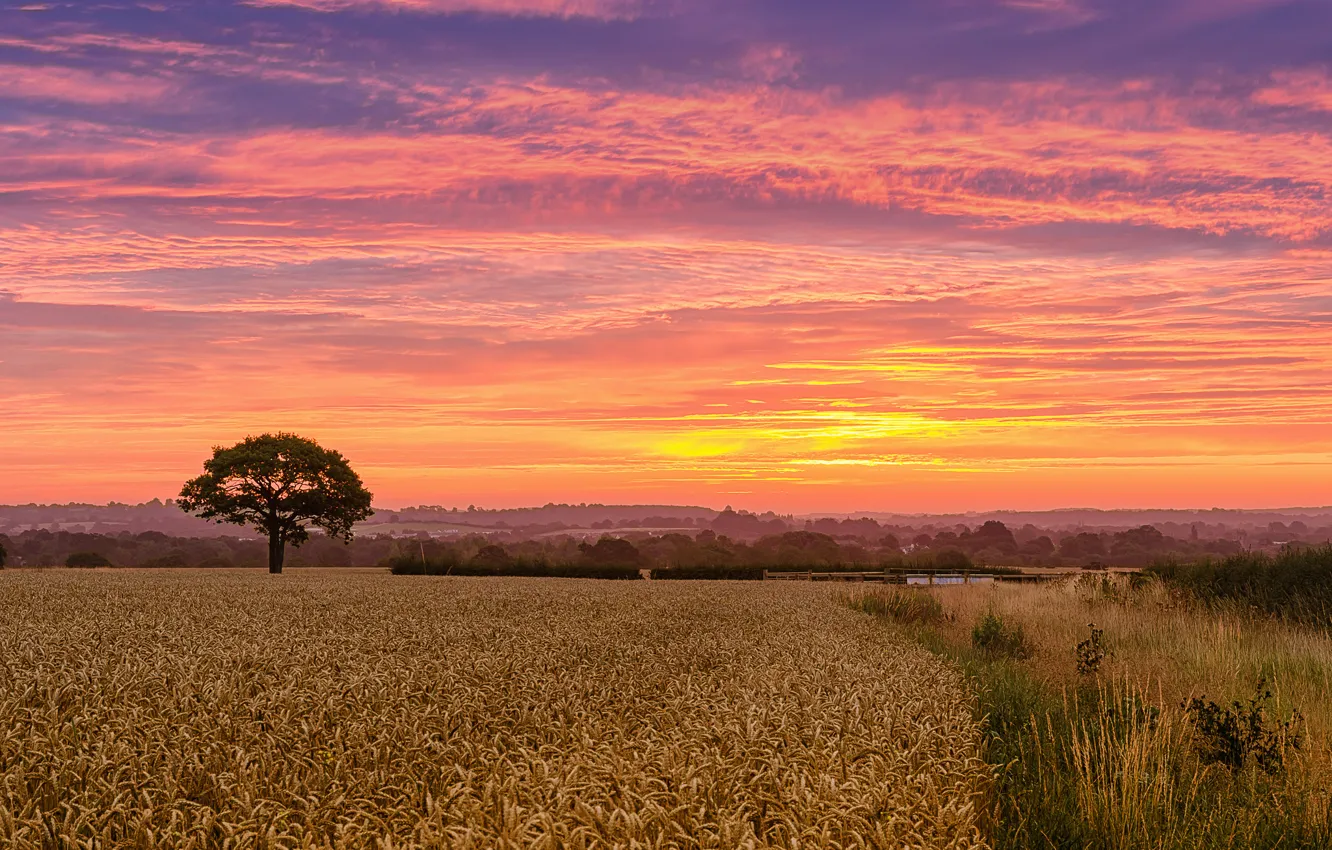 Photo wallpaper field, tree, dawn, morning, wheat