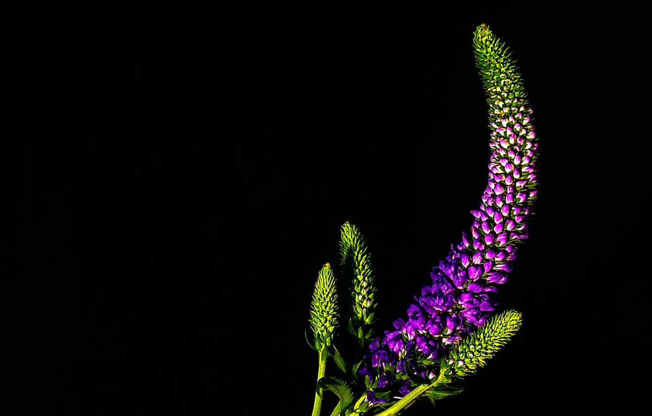 Photo wallpaper flower, background, Purple