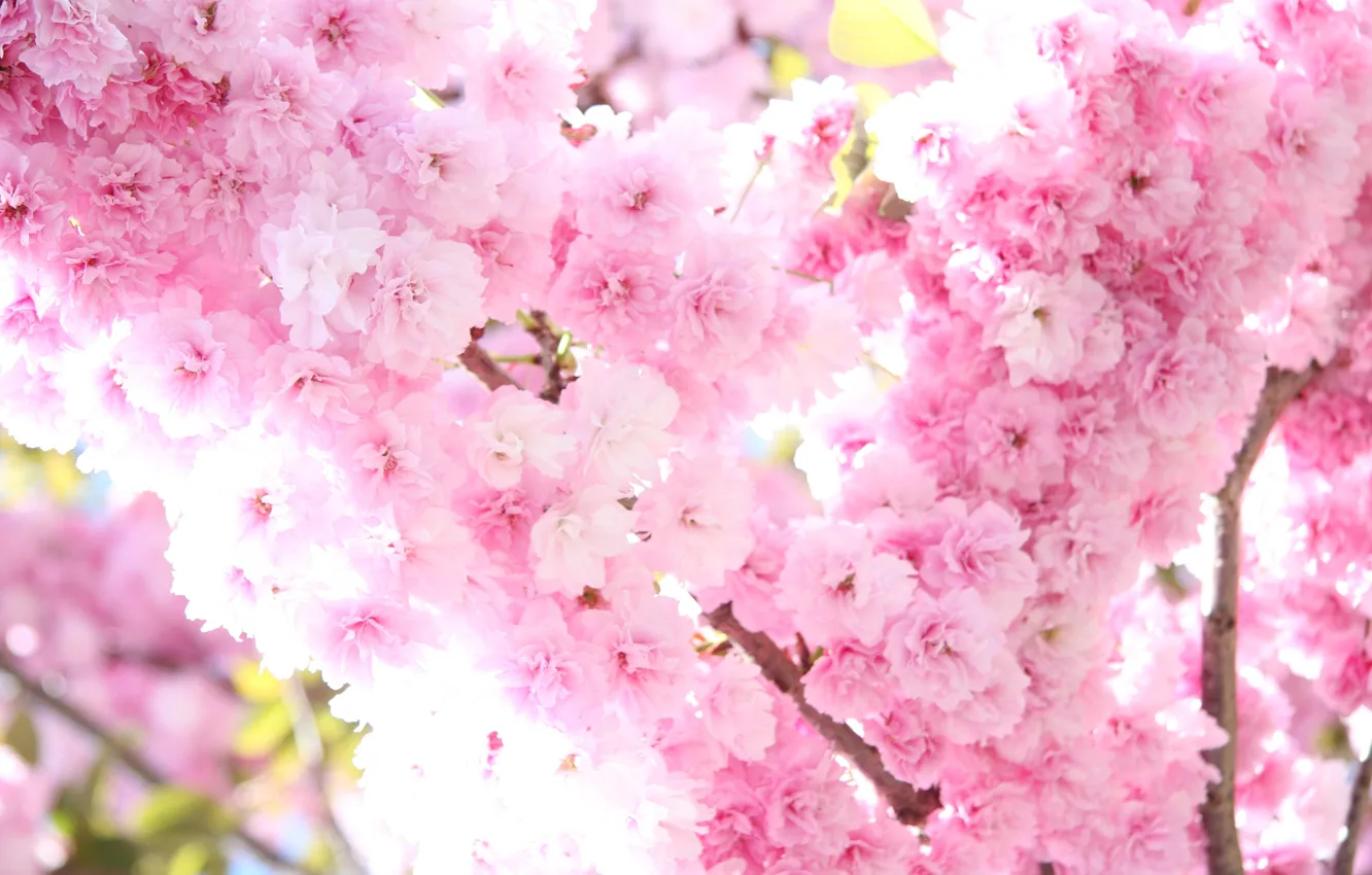 Photo wallpaper the sun, light, trees, flowers, branch, tenderness, spring, Sakura