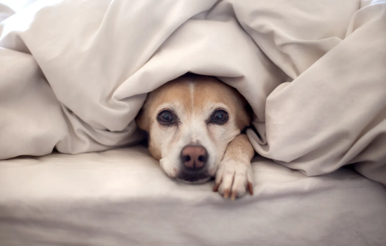 Photo wallpaper dog, bed, blanket, looks