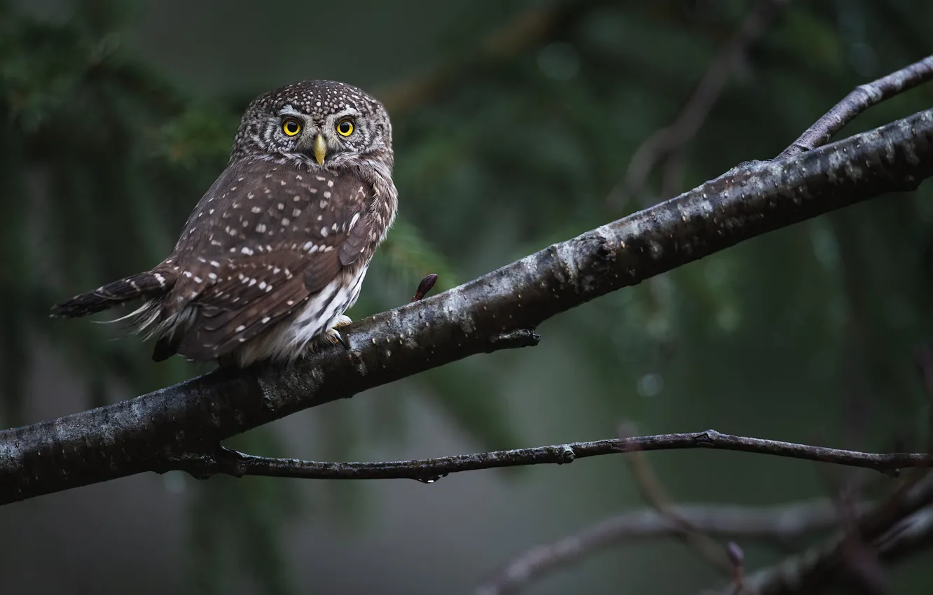 Photo wallpaper look, branches, nature, owl, bird, bokeh, owl