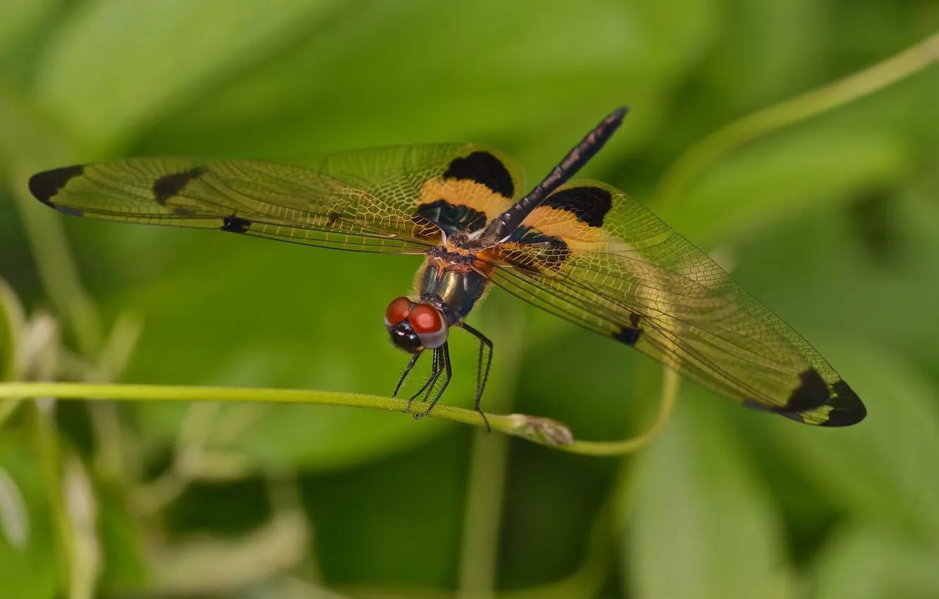 Photo wallpaper dragonfly, insect, green background