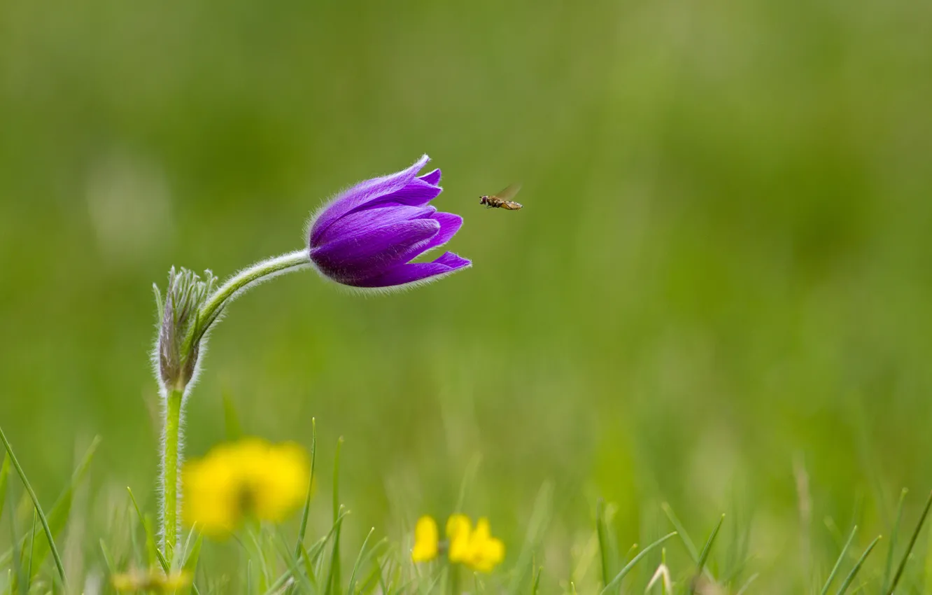 Photo wallpaper flower, grass, lilac, insect