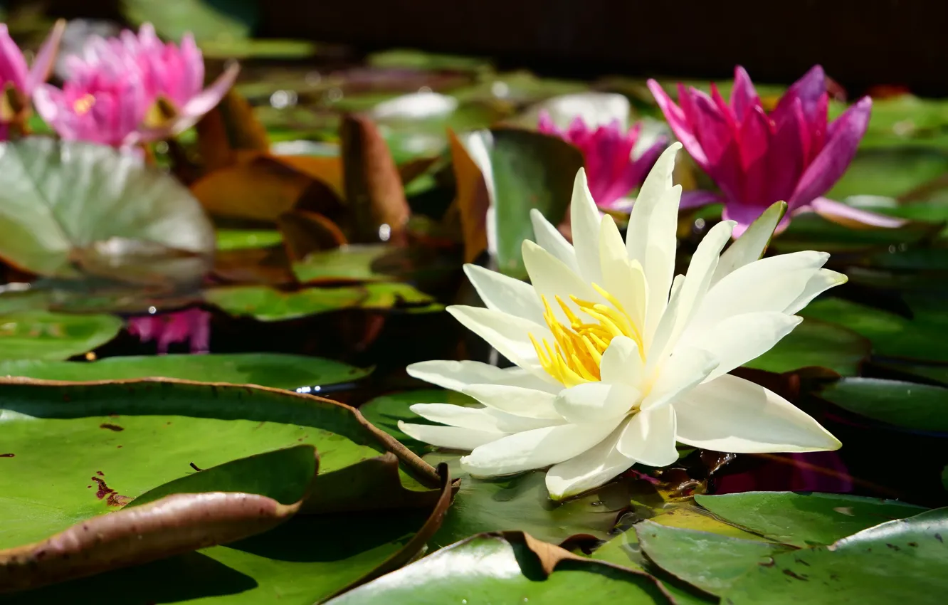 Photo wallpaper leaves, flowers, pink, white, water lilies, pond, bokeh, water lilies