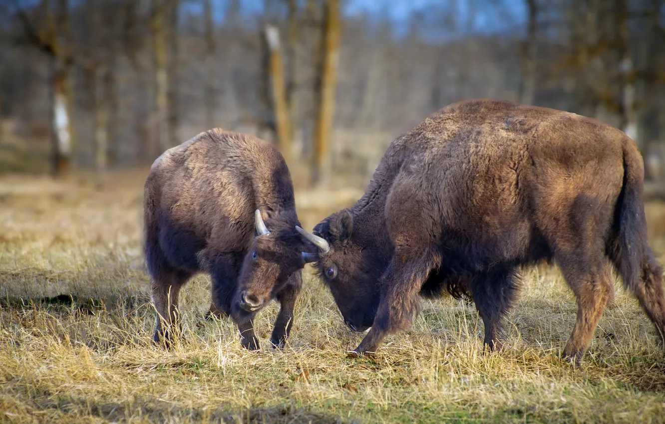 Photo wallpaper nature, background, Bison