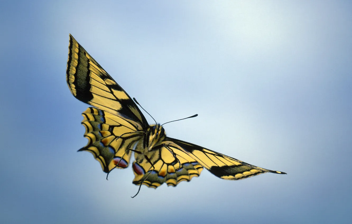 Photo wallpaper macro, flight, butterfly