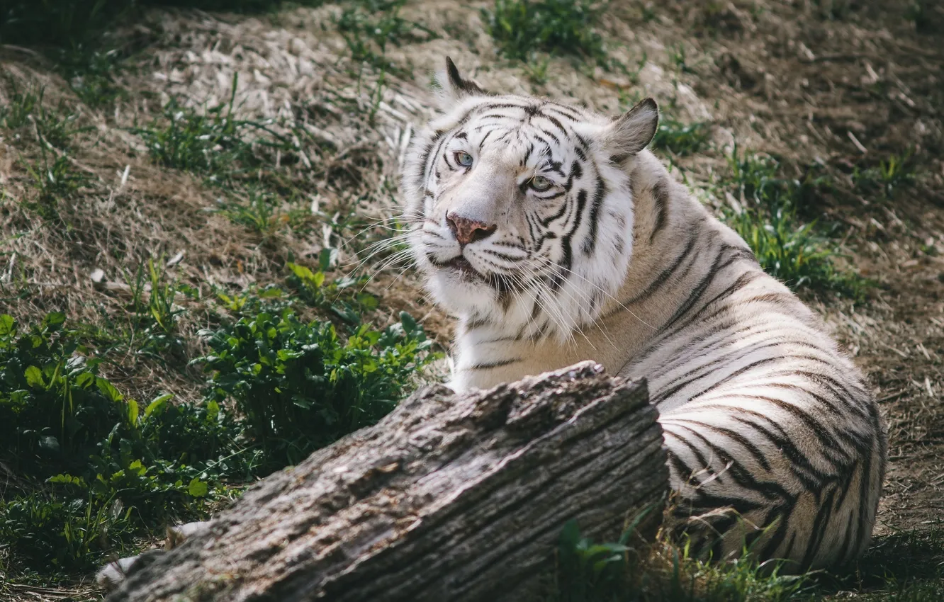 Photo wallpaper face, stay, predator, white tiger, wild cat