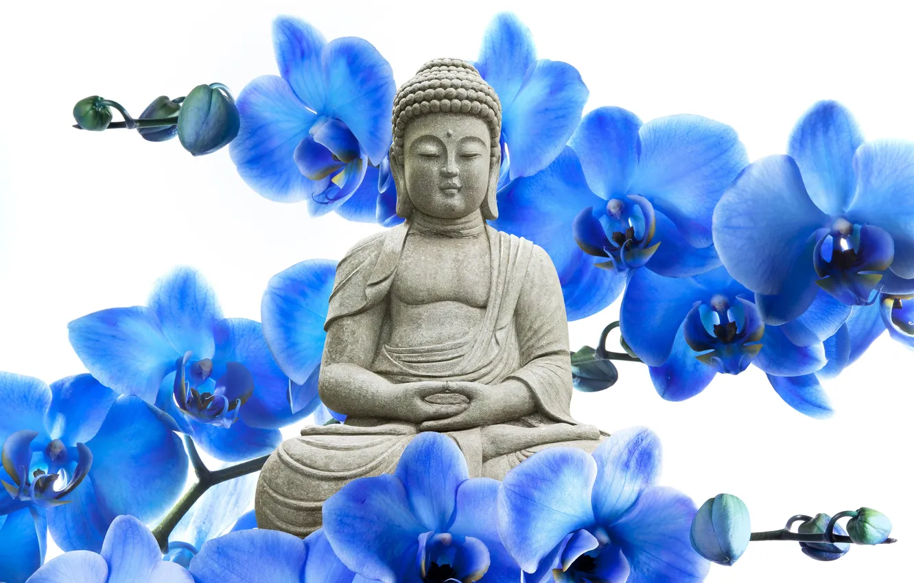 Photo wallpaper flowers, statue, Orchid