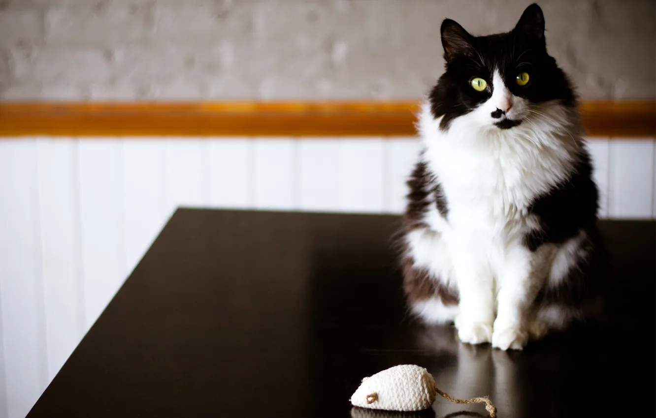Photo wallpaper cat, cat, table, toy, black and white, mouse, mouse
