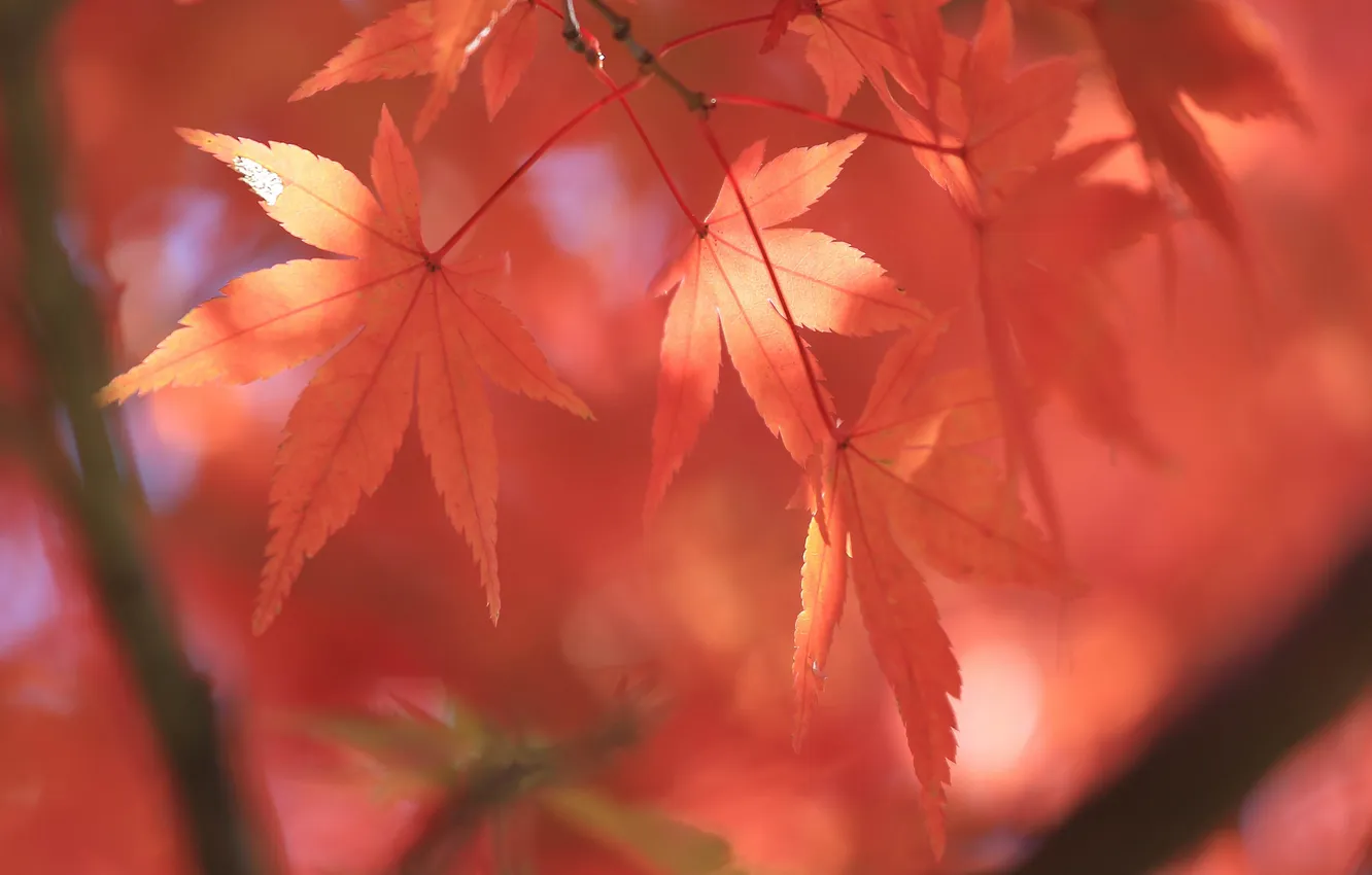 Photo wallpaper autumn, leaves, trees, nature