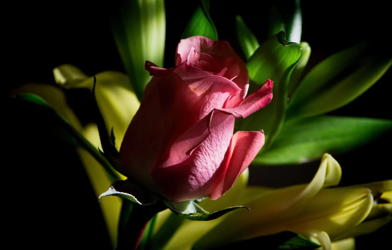 Photo wallpaper leaves, roses, petals, twilight, buds