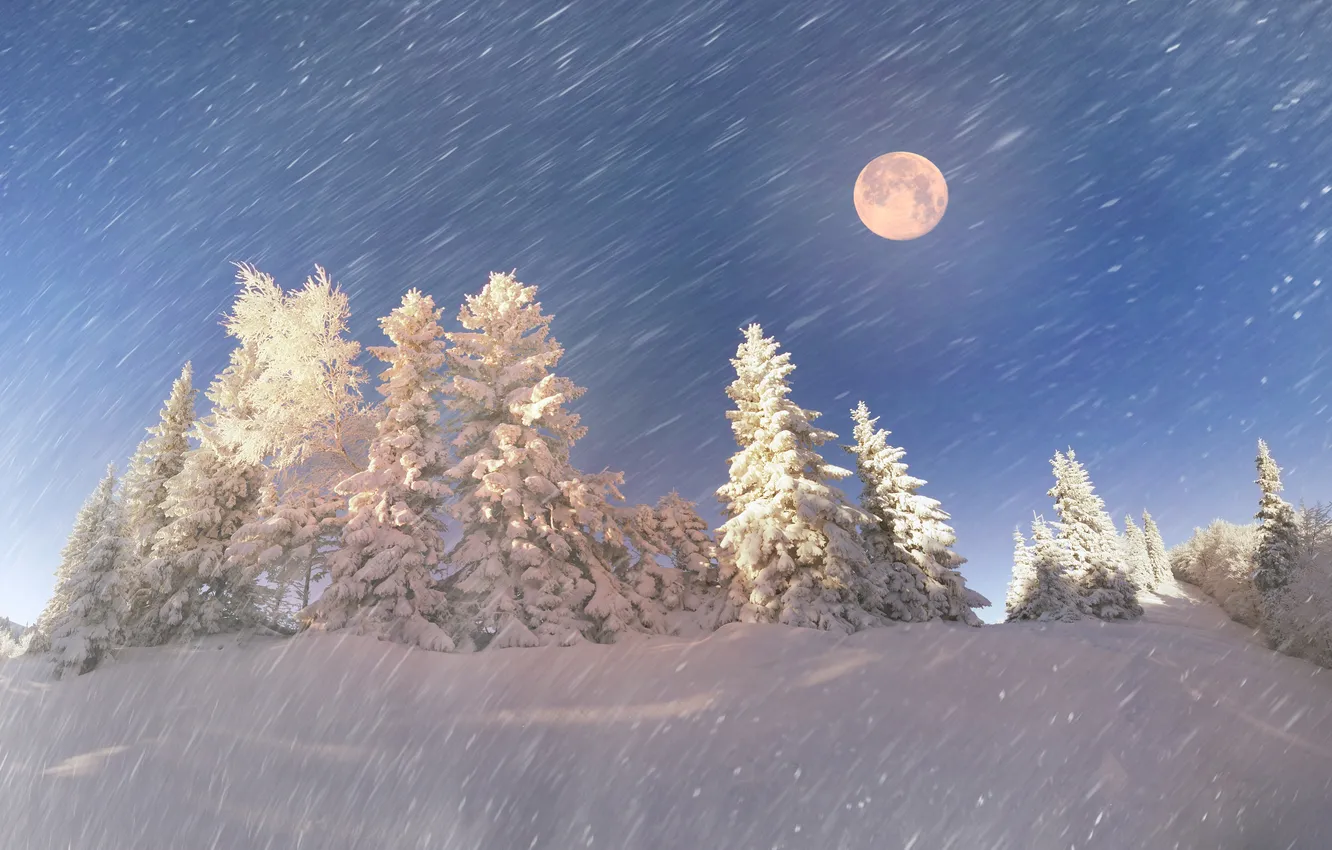 Photo wallpaper winter, forest, snow, snowflakes, tree, nature, winter, snow