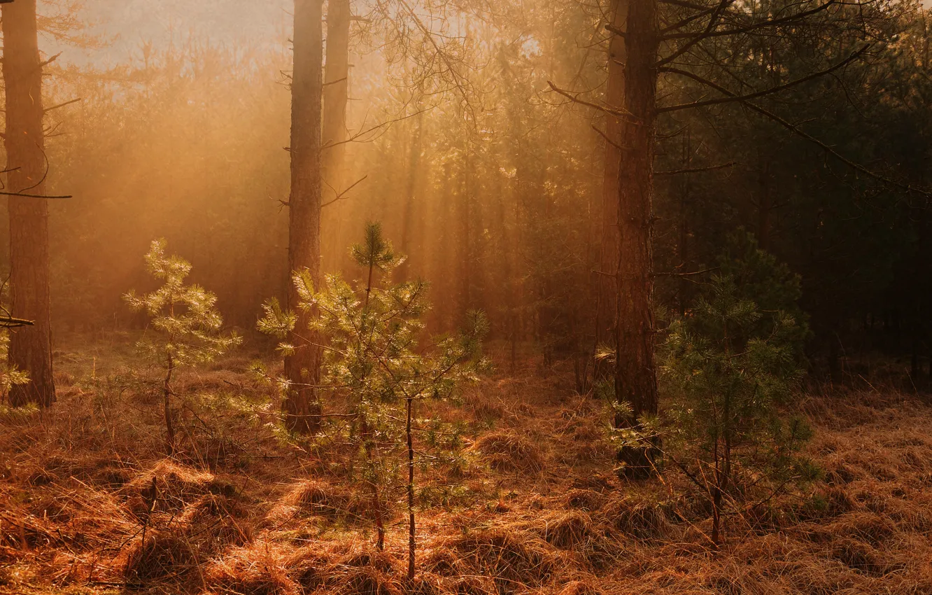 Photo wallpaper forest, trees, dawn, Netherlands, Holland, Lierop, Noord Brabant
