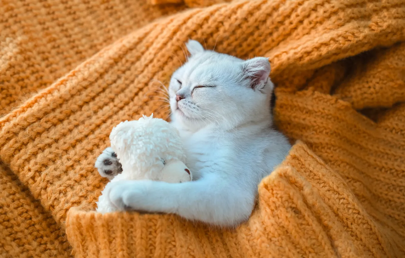 Photo wallpaper cat, cat, toy