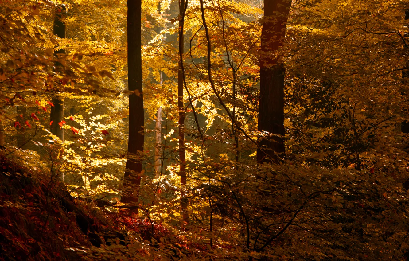 Photo wallpaper autumn, forest, leaves, the sun, thicket