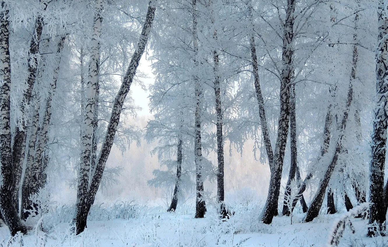 Photo wallpaper winter, frost, forest, snow, trees, branches, trunks