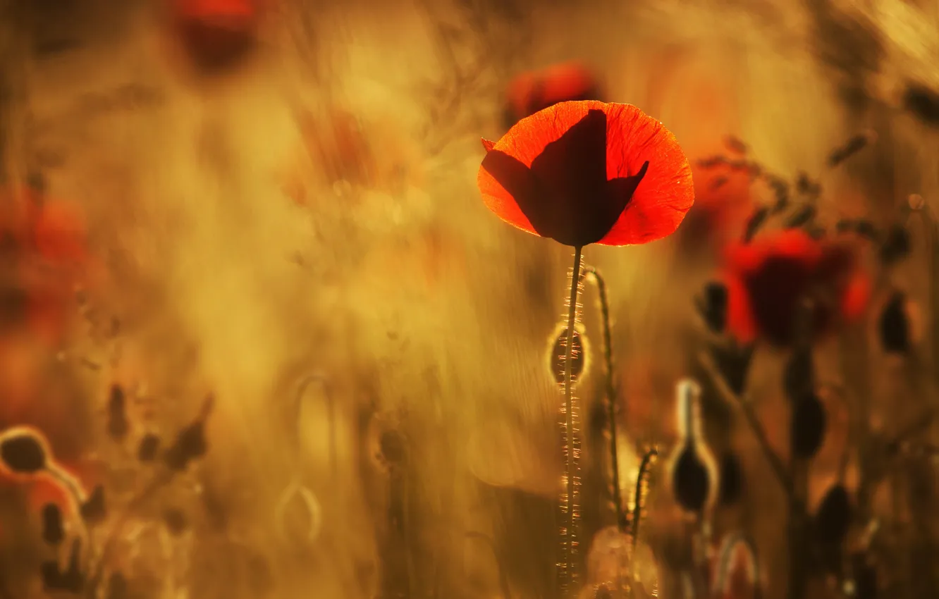 Photo wallpaper light, flowers, red, Mac, Maki, petals, blur, al