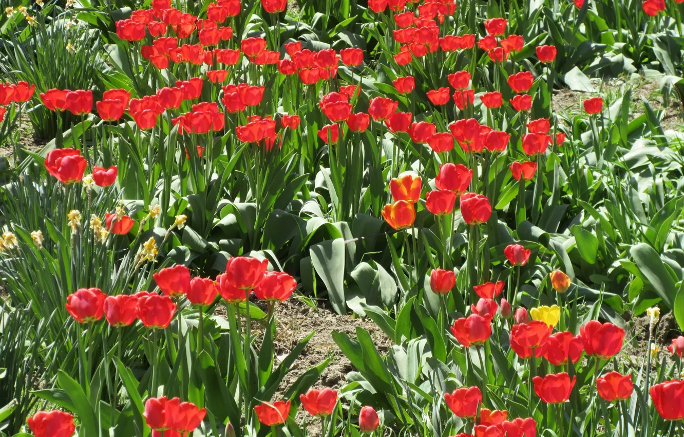 Photo wallpaper flowerbed, red tulips, spring 2018, Meduzanol ©
