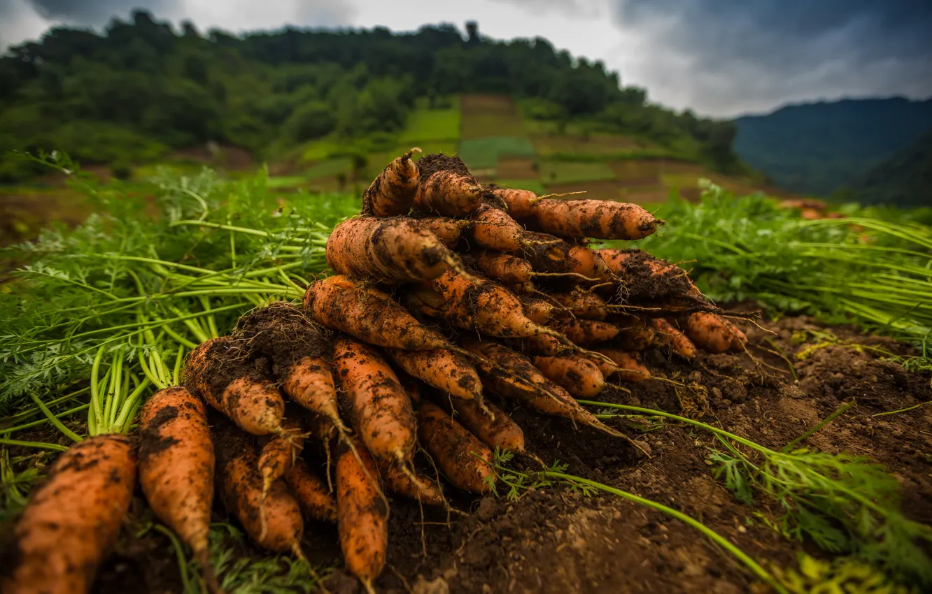 Photo wallpaper background, food, carrots