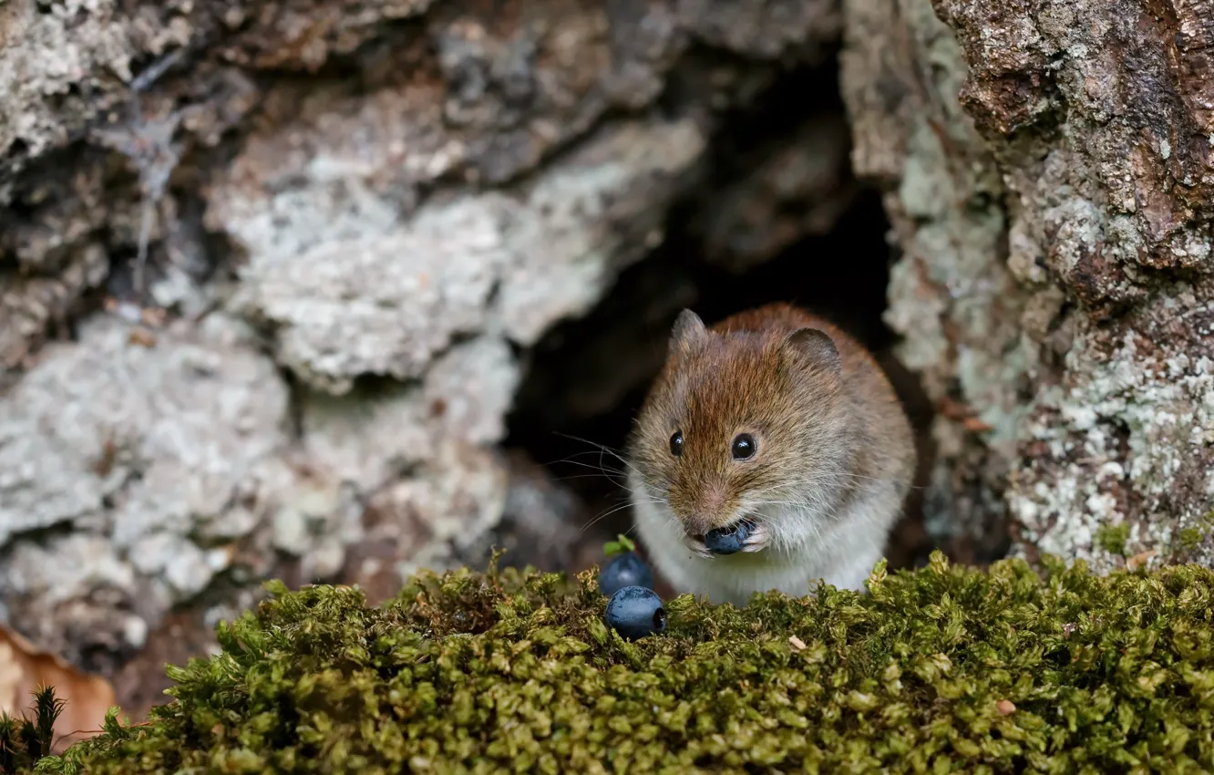 Photo wallpaper nature, berries, mouse