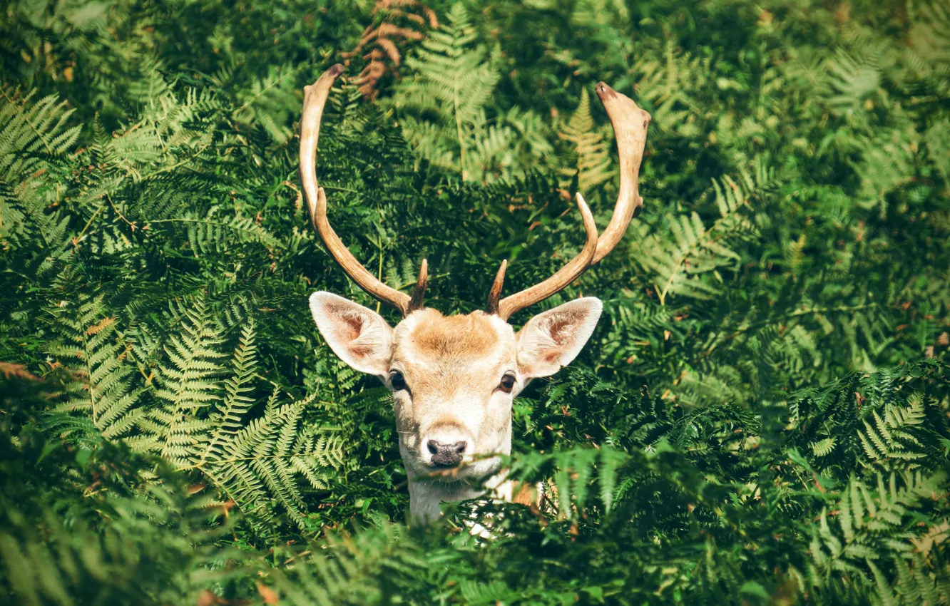 Photo wallpaper greens, face, nature, deer, horns, fern