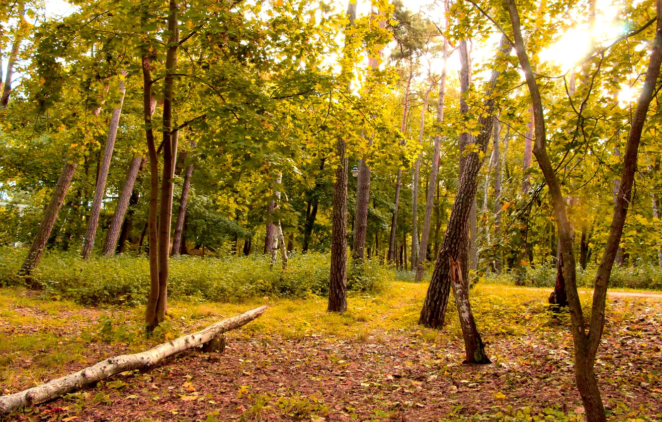 Photo wallpaper forest, trees, park, autumn, fall