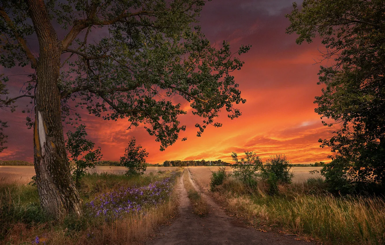 Photo wallpaper road, field, trees, landscape, sunset, nature, grass