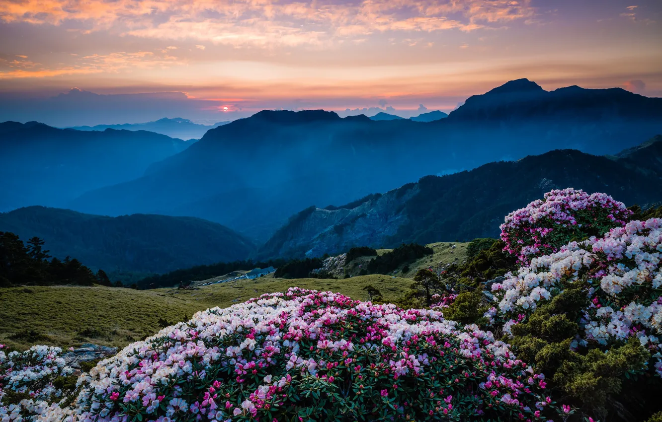 Photo wallpaper the sky, the sun, clouds, sunset, flowers, mountains, nature, fog